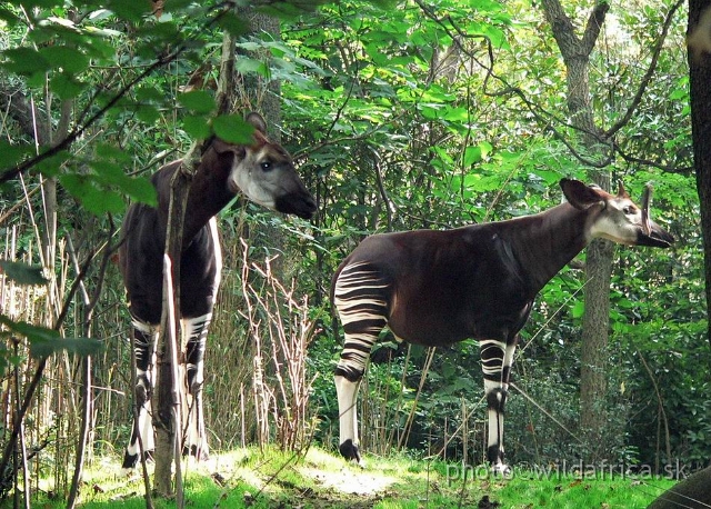 okapi 04.jpg - Okapi pair in very realistic enclosure.